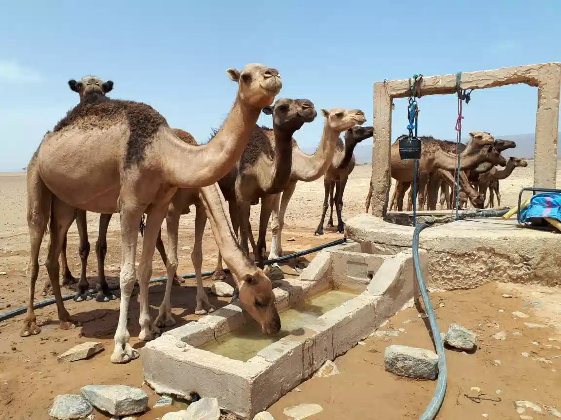 Taghia Morocco